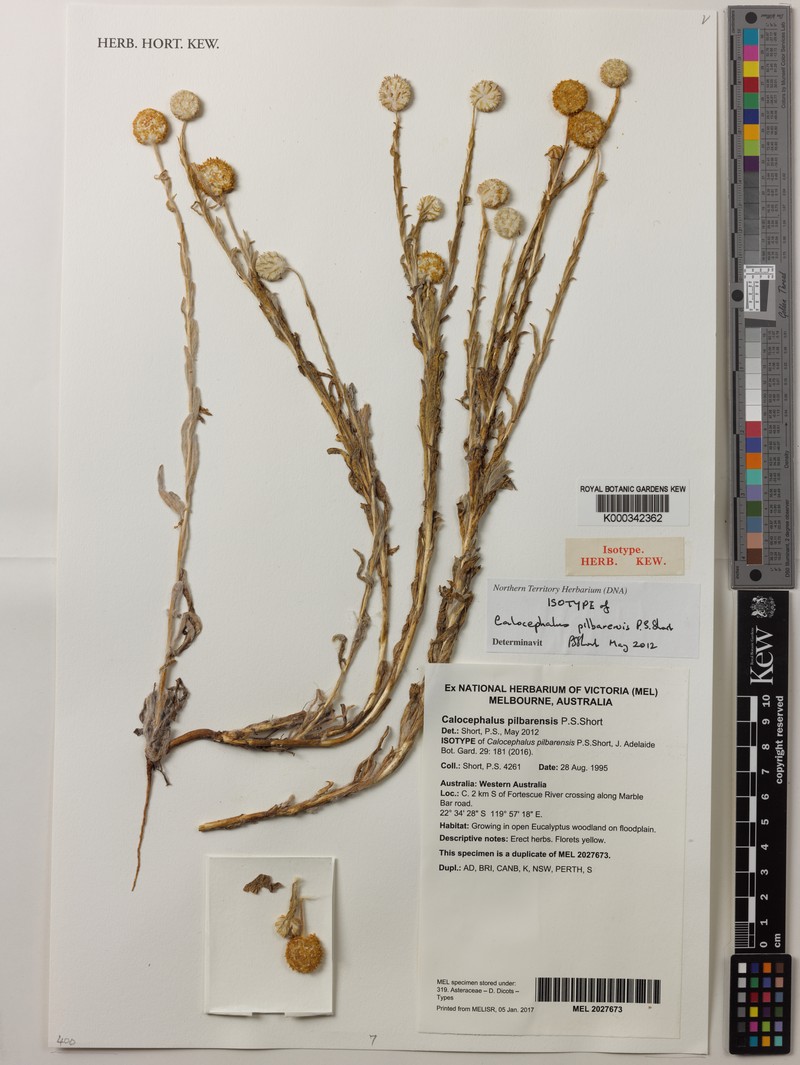 Calocephalus pilbarensis