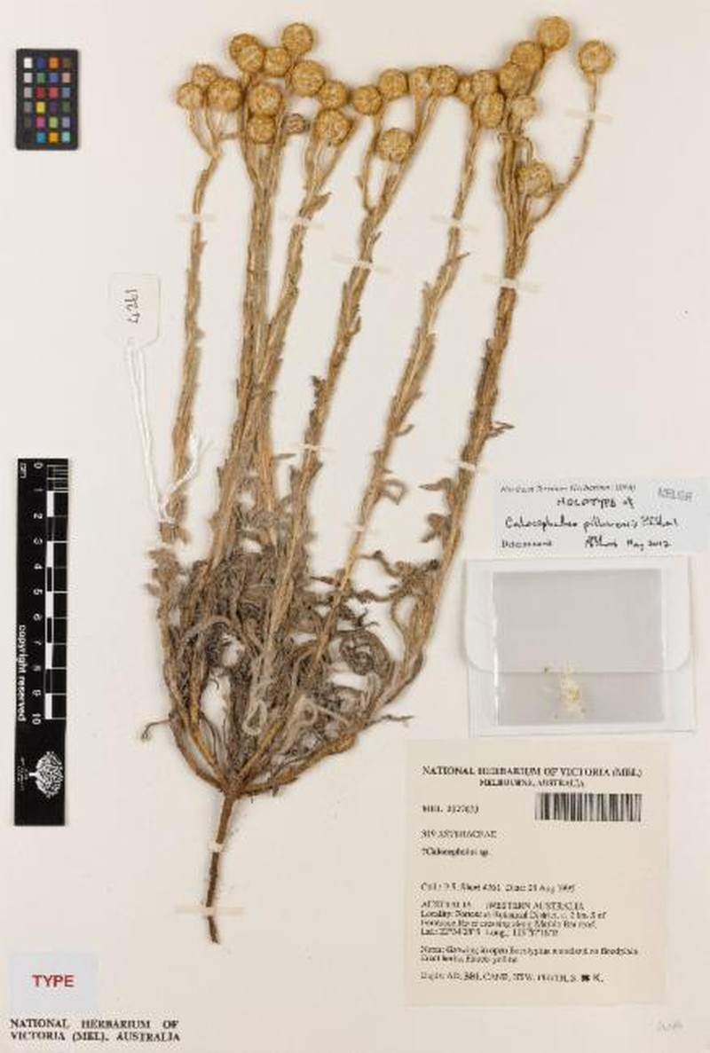 Calocephalus pilbarensis photo 2
