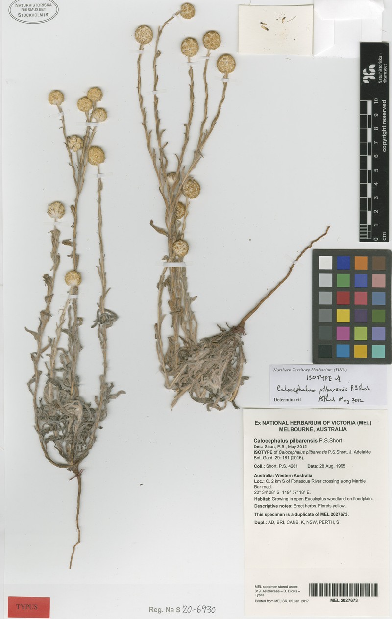 Calocephalus pilbarensis photo 3