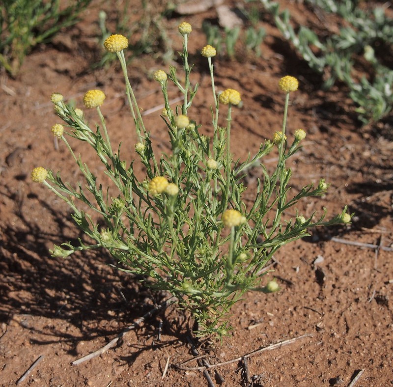 Calocephalus platycephalus