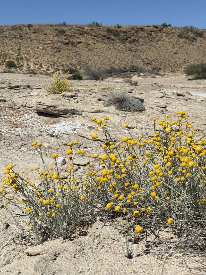 Calocephalus platycephalus photo 3