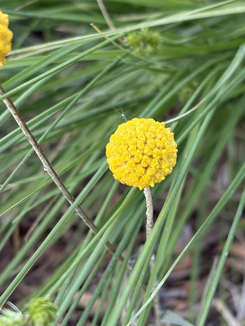 Calocephalus platycephalus photo 4