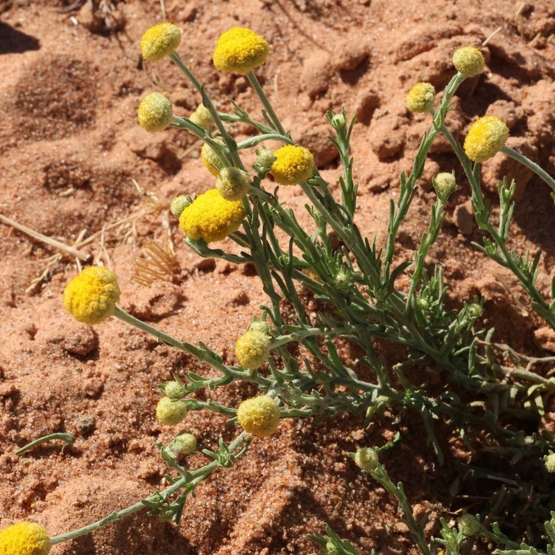 Calocephalus platycephalus photo 5