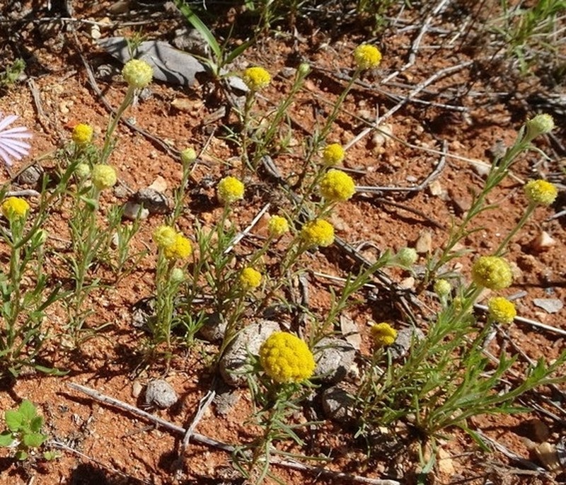 Calocephalus platycephalus photo 6