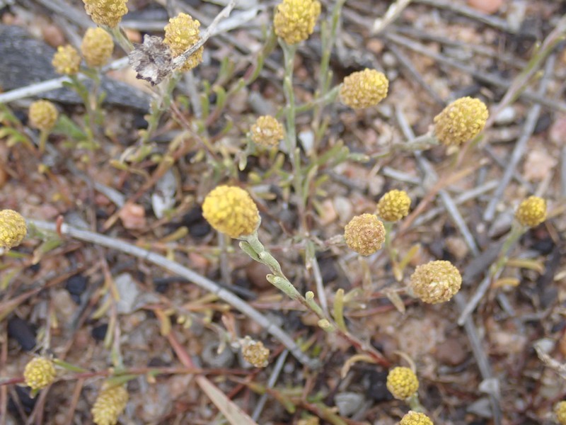 Calocephalus sonderi