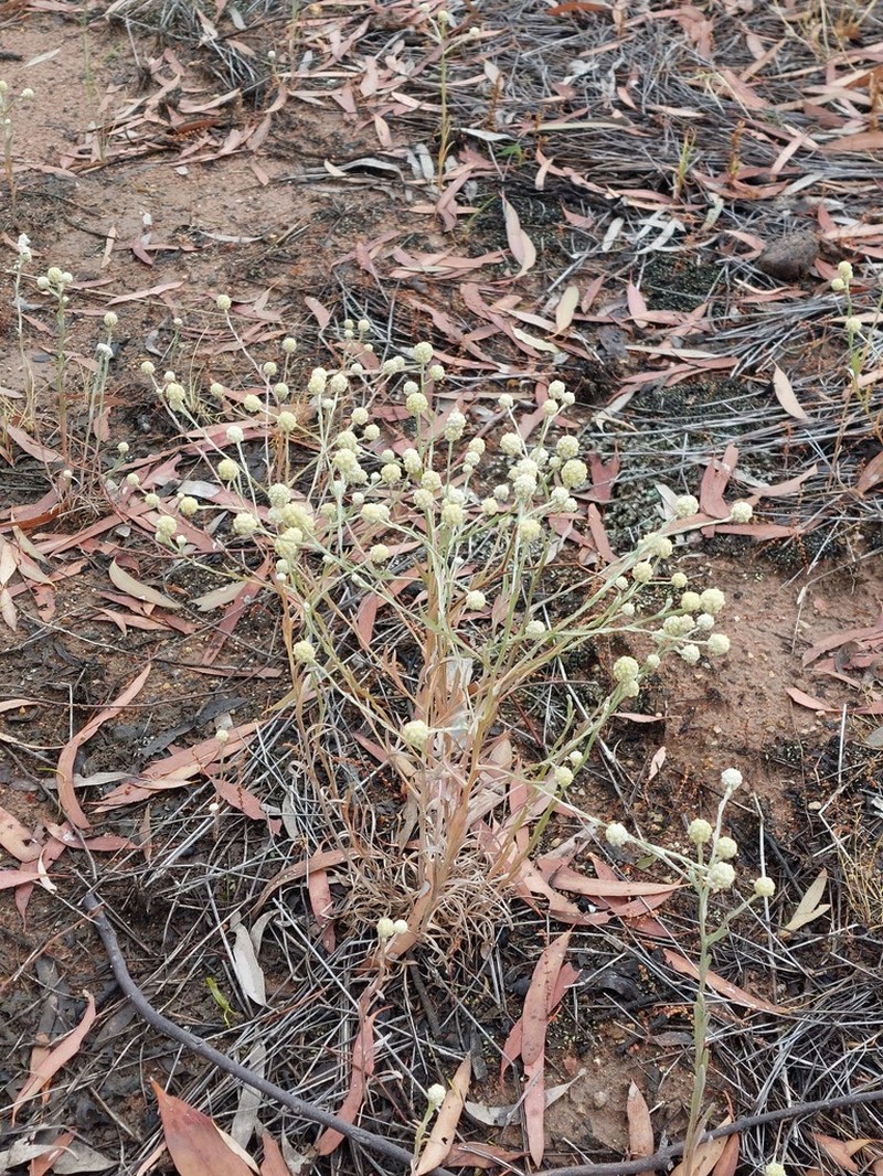 Calocephalus sonderi photo 2