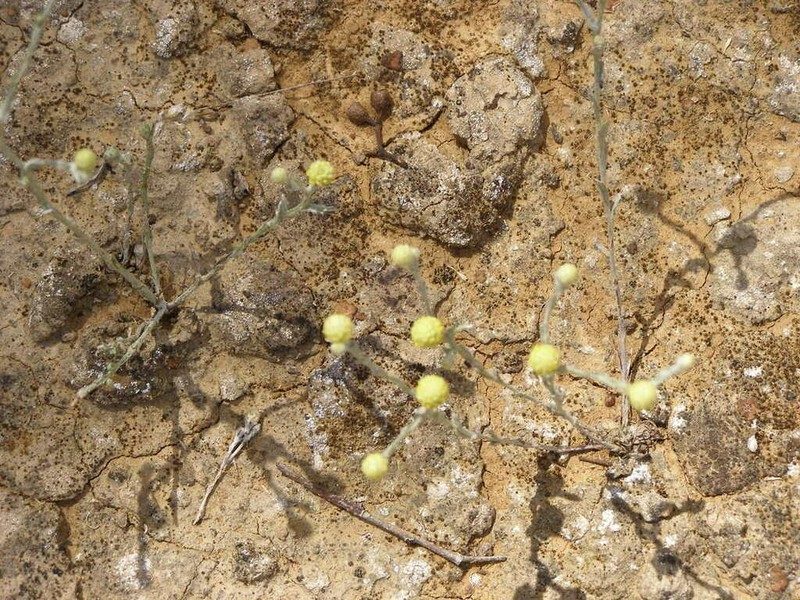 Calocephalus sonderi photo 3