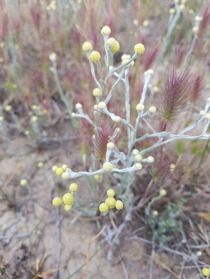 Calocephalus sonderi photo 4