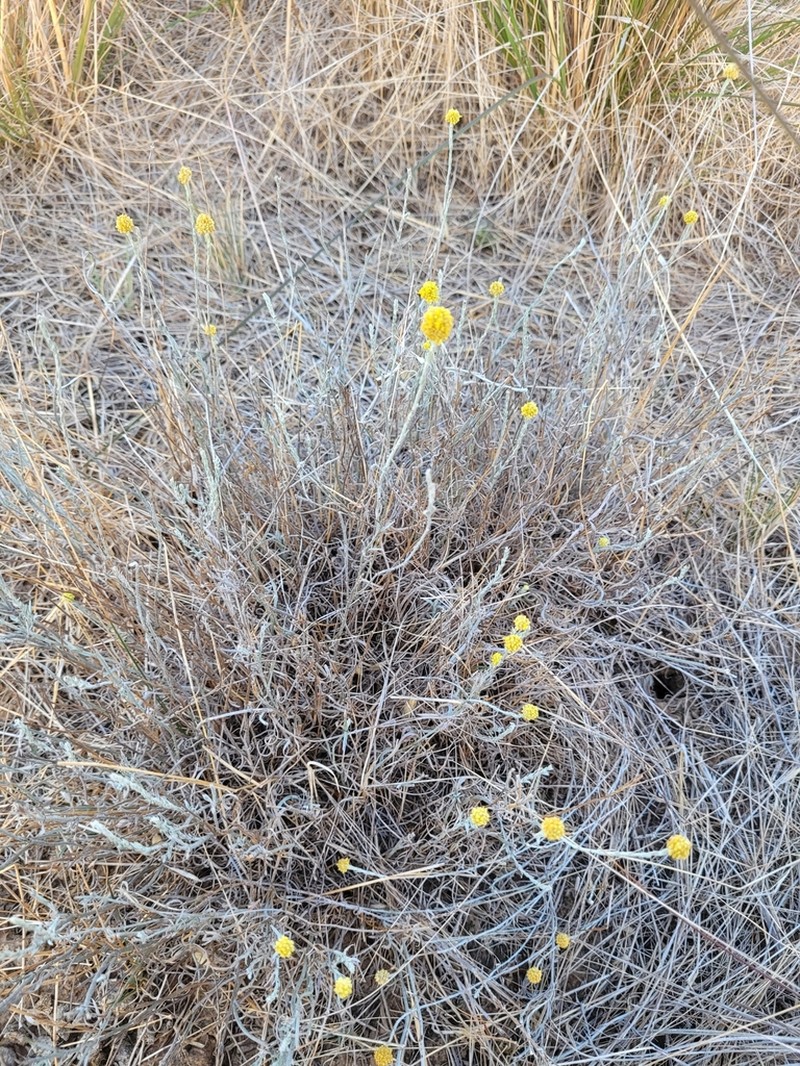Calocephalus sonderi photo 5