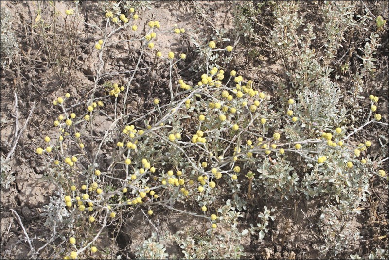 Calocephalus sonderi photo 6