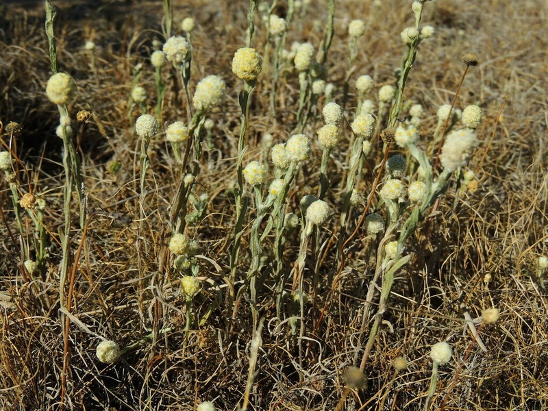 Calocephalus sonderi photo 7