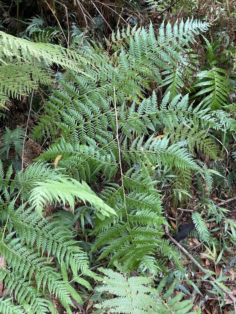 Calochlaena dubia photo 2