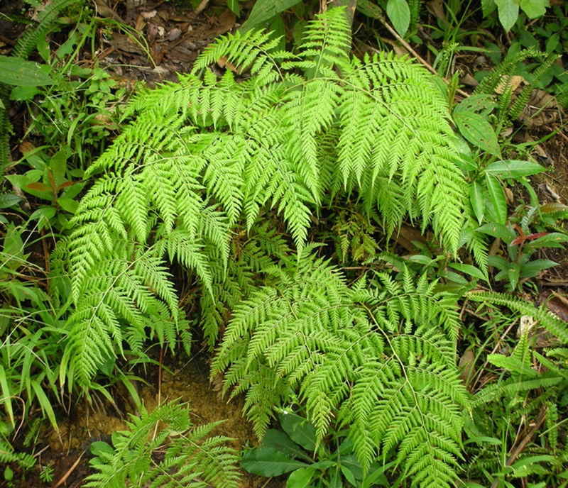 Calochlaena javanica