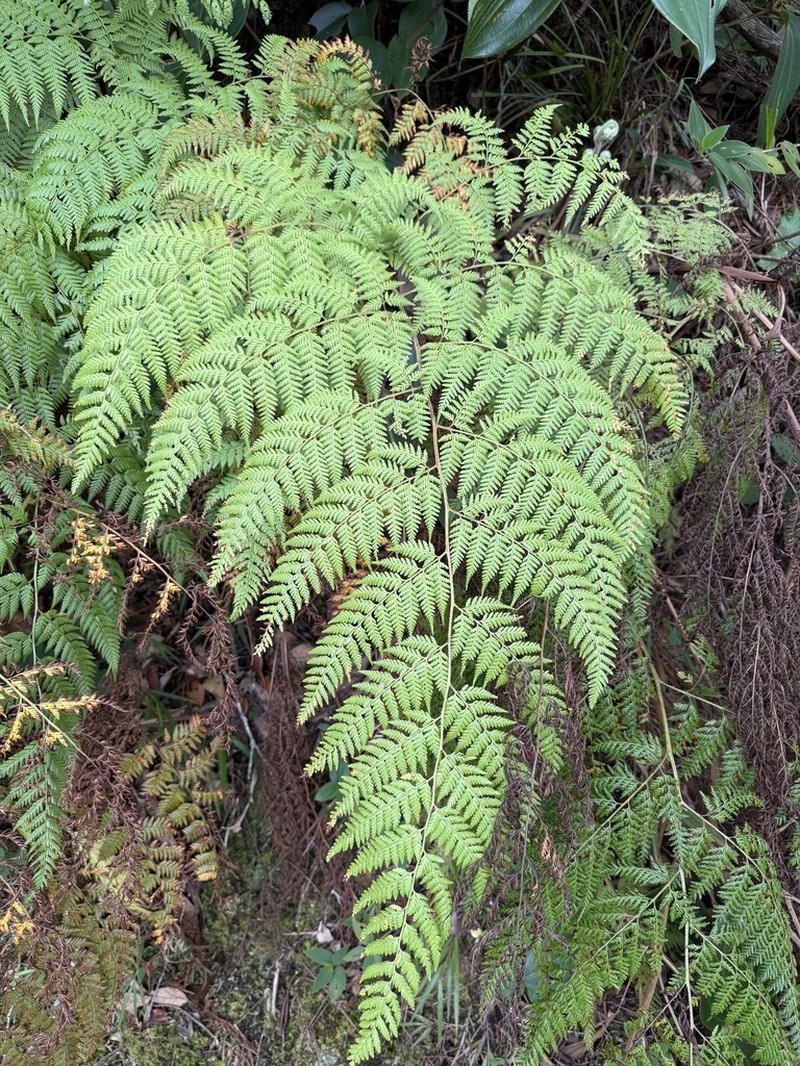 Calochlaena javanica photo 2