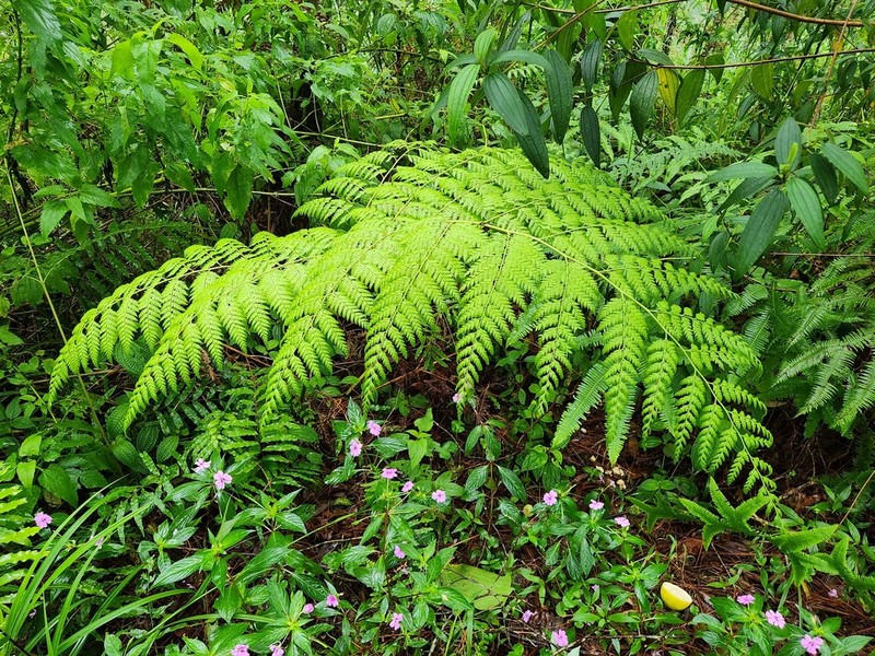 Calochlaena javanica photo 3