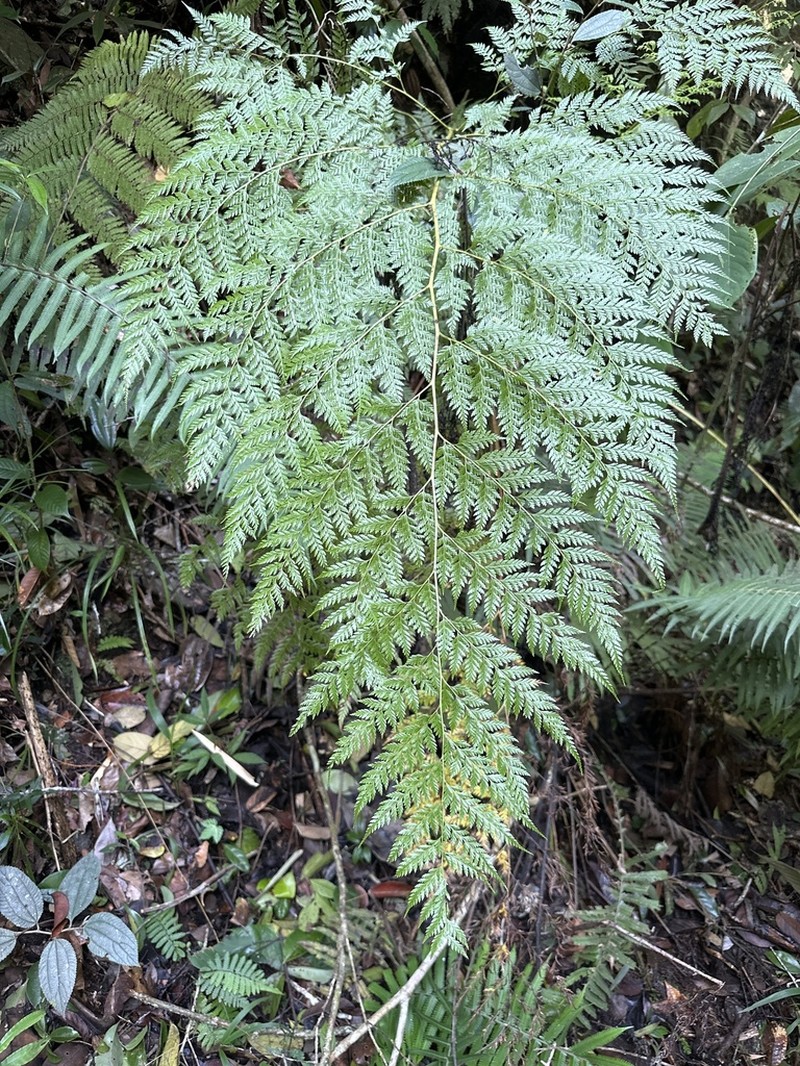 Calochlaena javanica photo 4