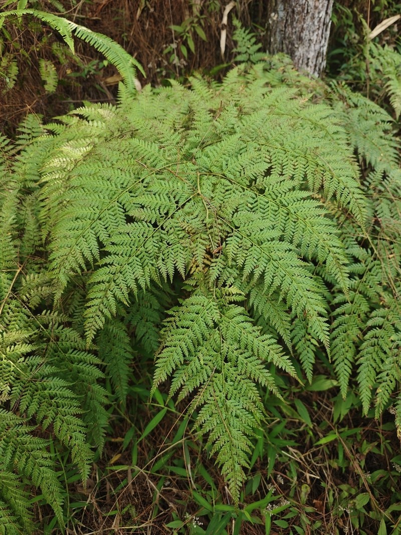 Calochlaena javanica photo 5
