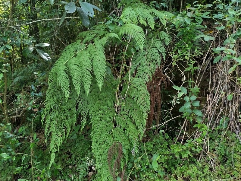 Calochlaena javanica photo 6