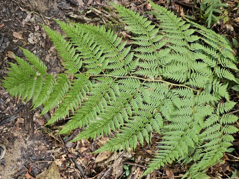 Calochlaena javanica photo 7
