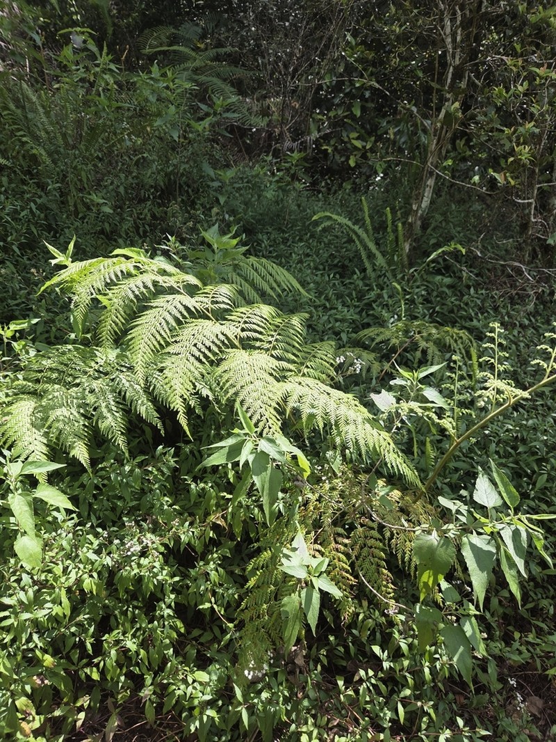 Calochlaena javanica photo 8