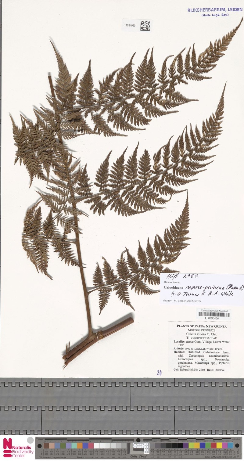 Calochlaena novae-guineae