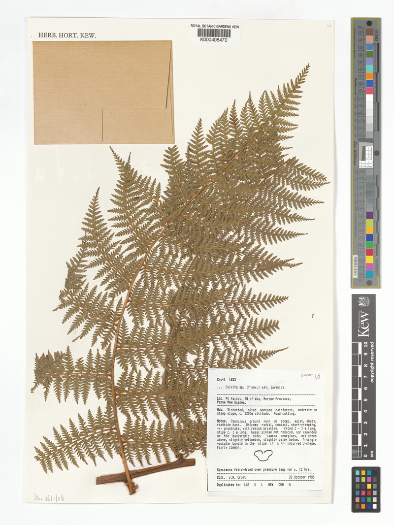 Calochlaena novae-guineae photo 2