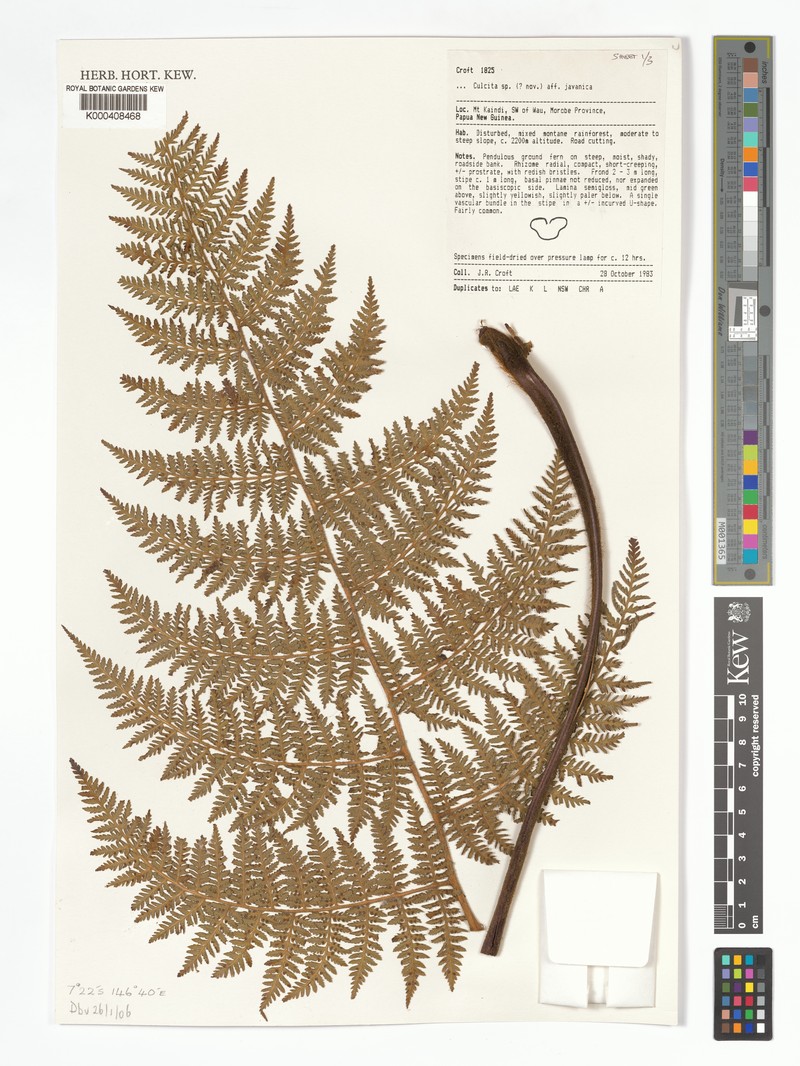 Calochlaena novae-guineae photo 3