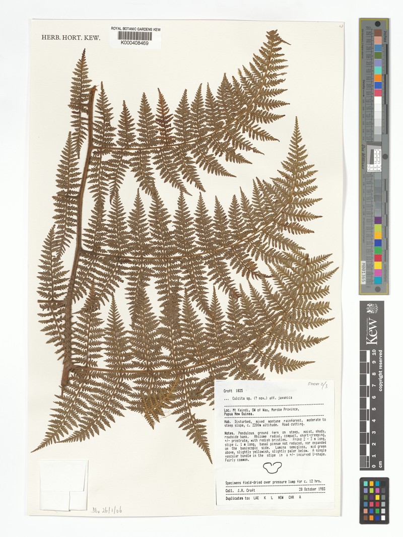 Calochlaena novae-guineae photo 4