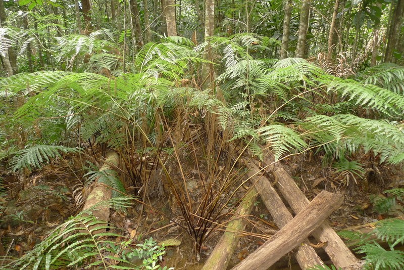 Calochlaena straminea