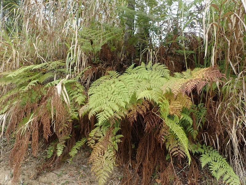 Calochlaena straminea photo 2