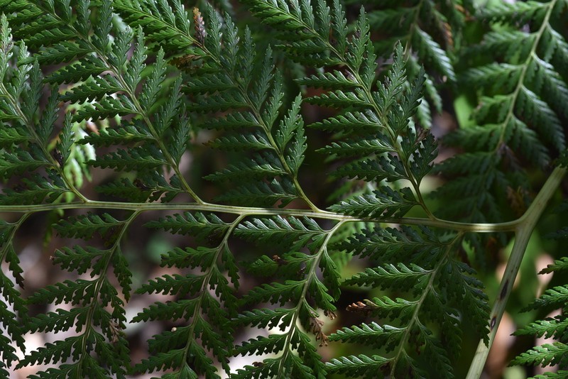 Calochlaena straminea photo 4