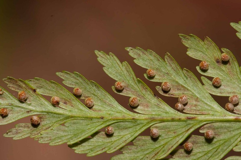 Calochlaena straminea photo 6