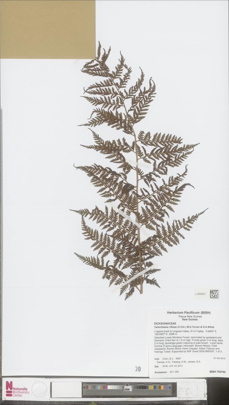 Calochlaena villosa