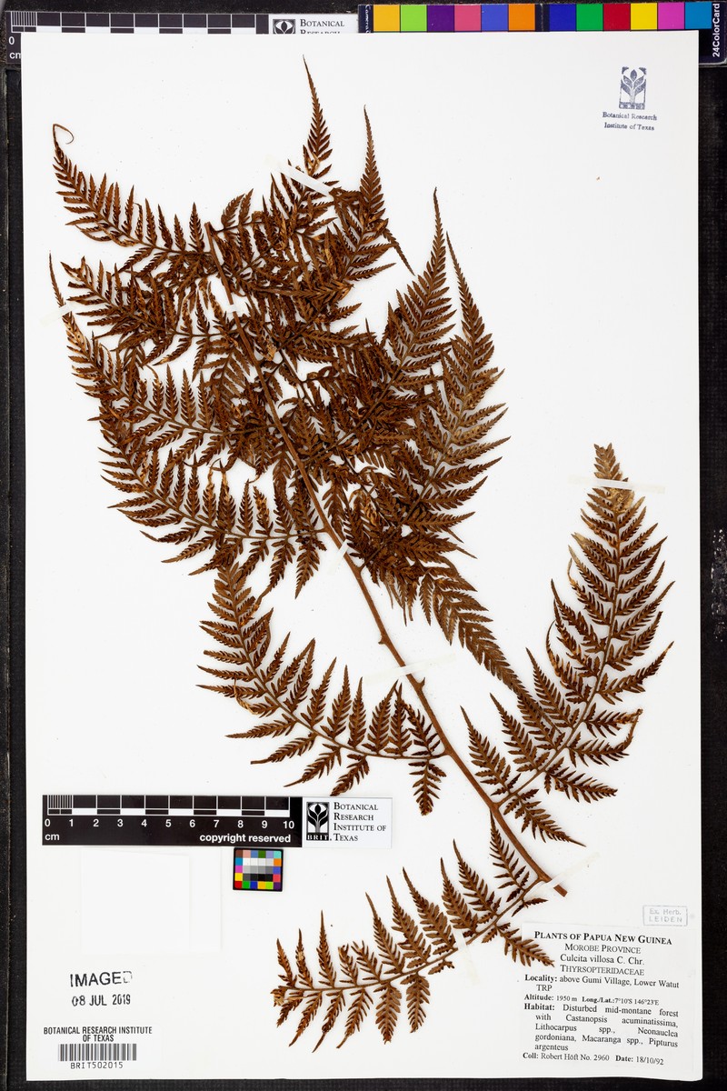 Calochlaena villosa photo 2