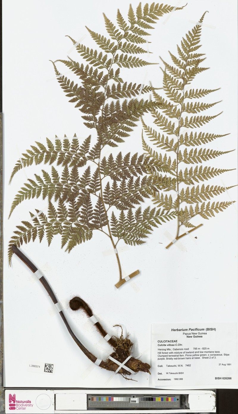 Calochlaena villosa photo 3
