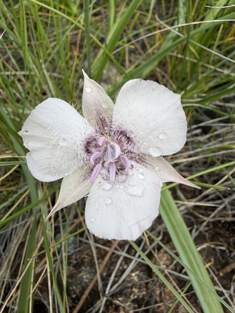 Sexton Mountain Mariposa Lily