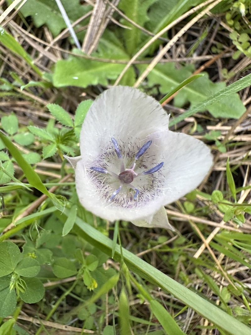 Sexton Mountain Mariposa Lily photo 2