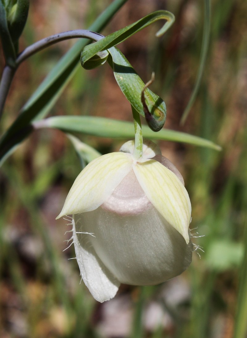 White Fairy-Lantern photo 2