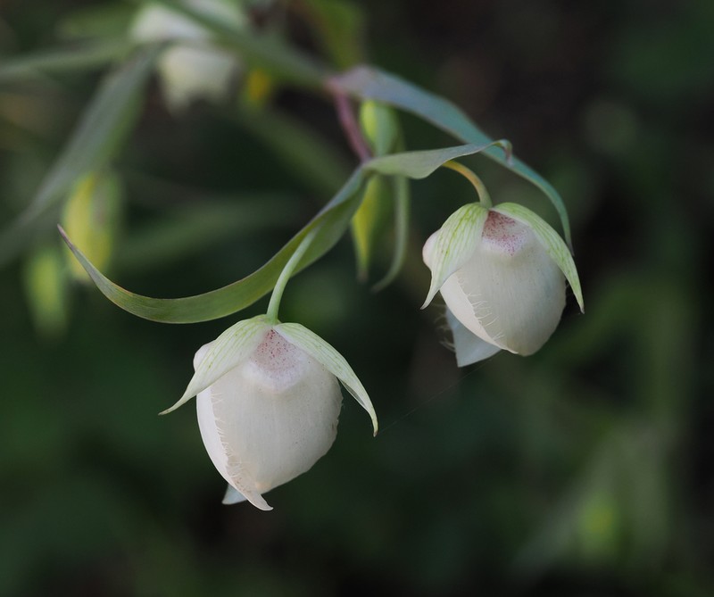 White Fairy-Lantern photo 5