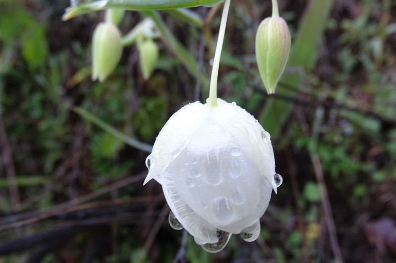 White Fairy-Lantern photo 6