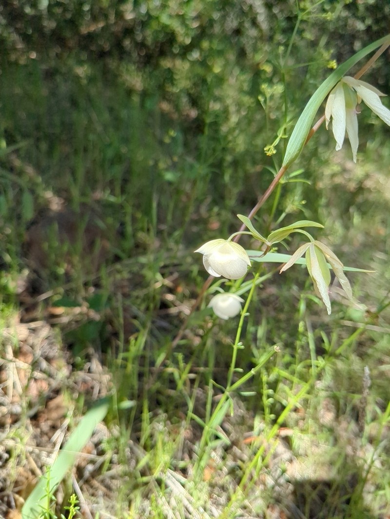 White Fairy-Lantern photo 7
