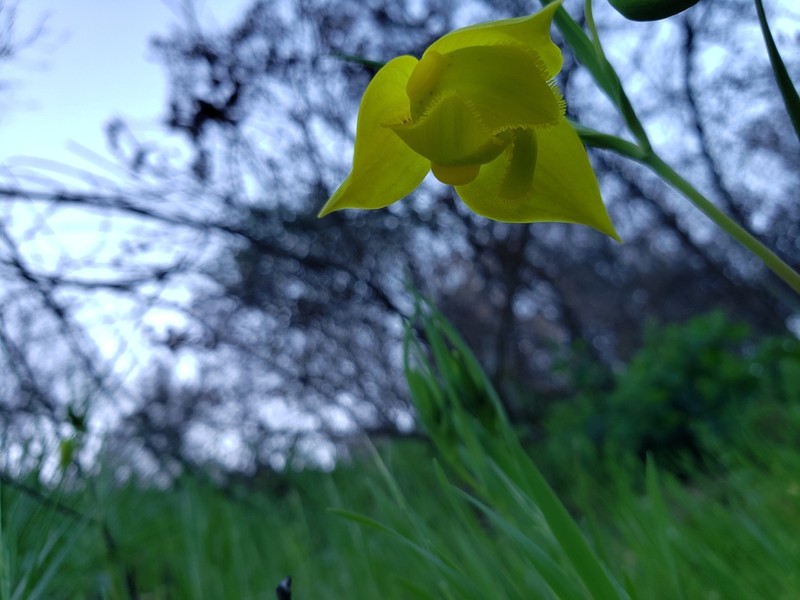 Diogenes' Lantern photo 2