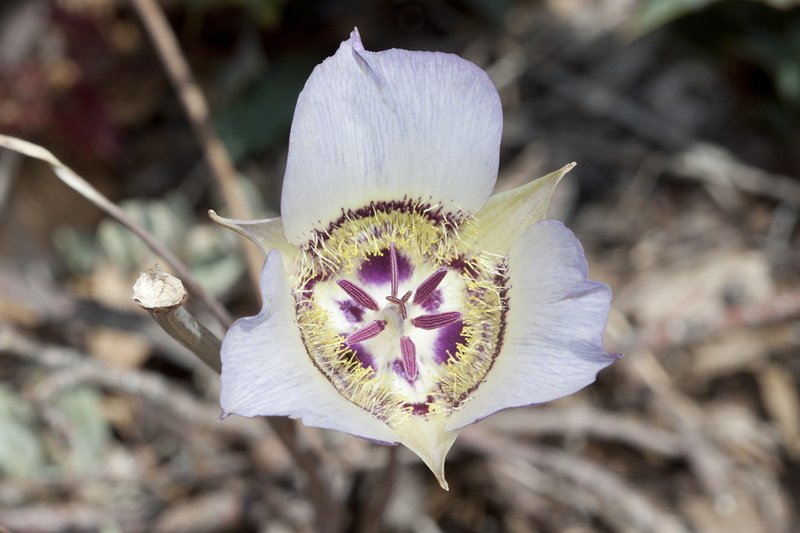 Doubting Mariposa Lily