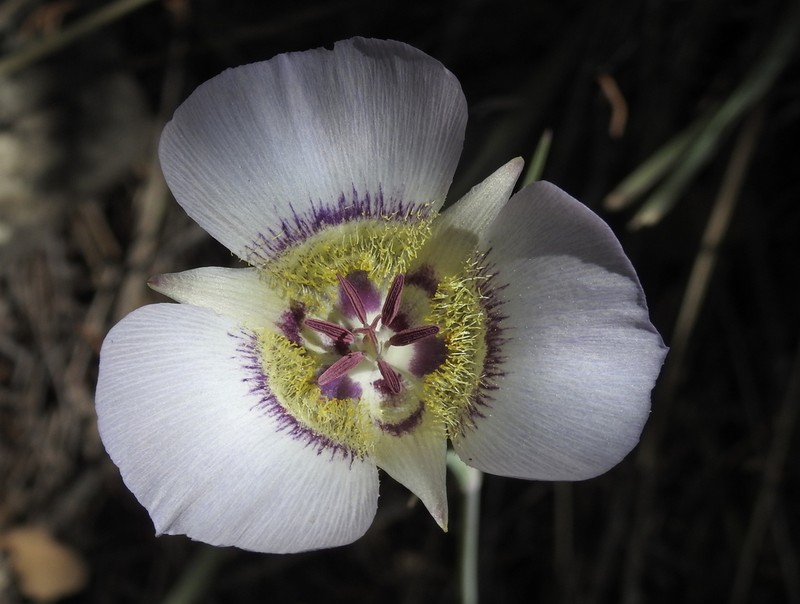Doubting Mariposa Lily photo 2