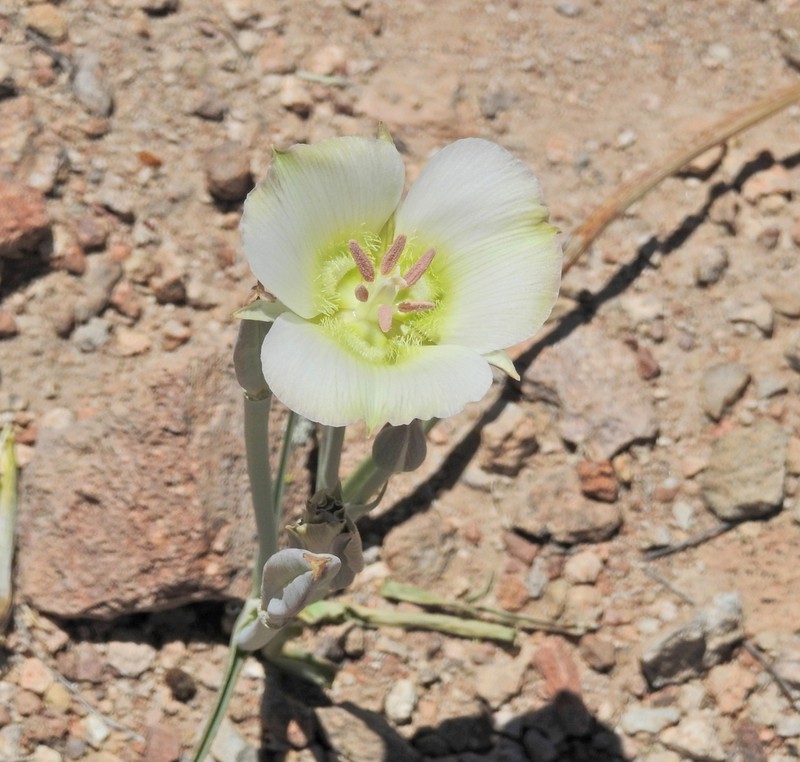 Doubting Mariposa Lily photo 3