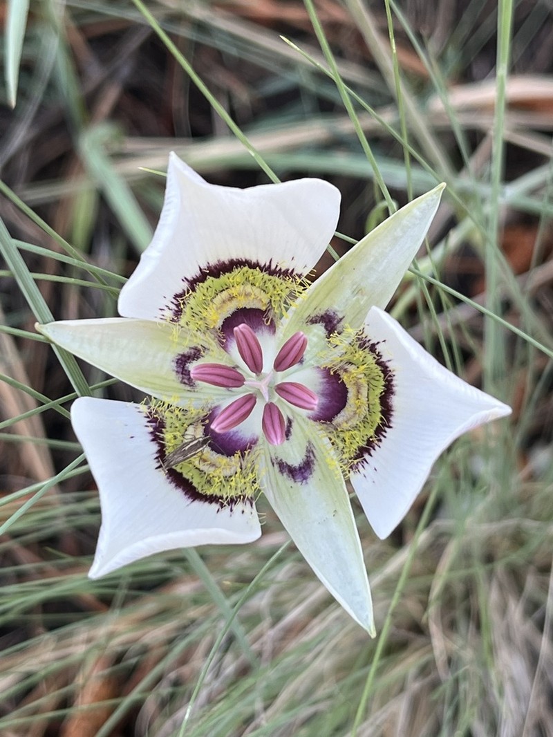 Doubting Mariposa Lily photo 4
