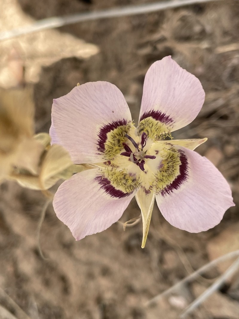 Doubting Mariposa Lily photo 5