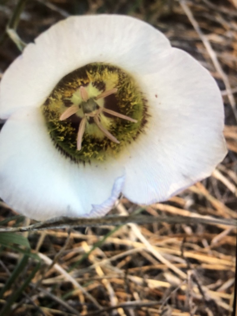 Doubting Mariposa Lily photo 6