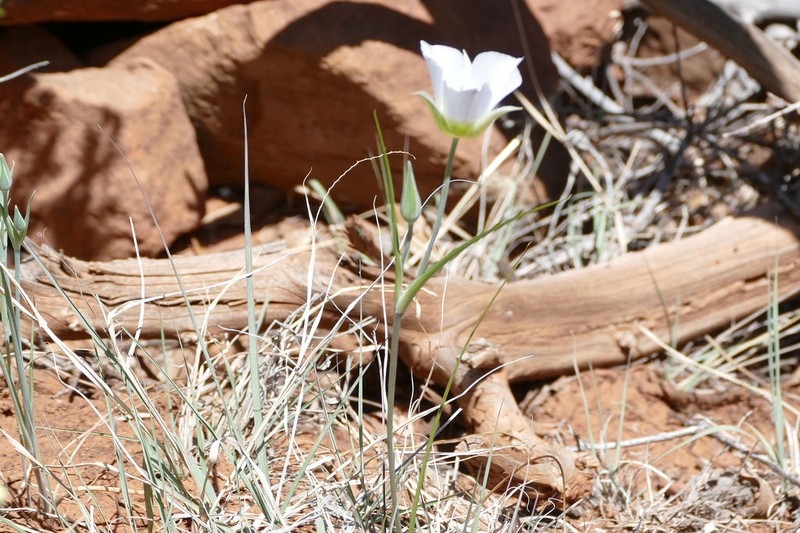 Doubting Mariposa Lily photo 7