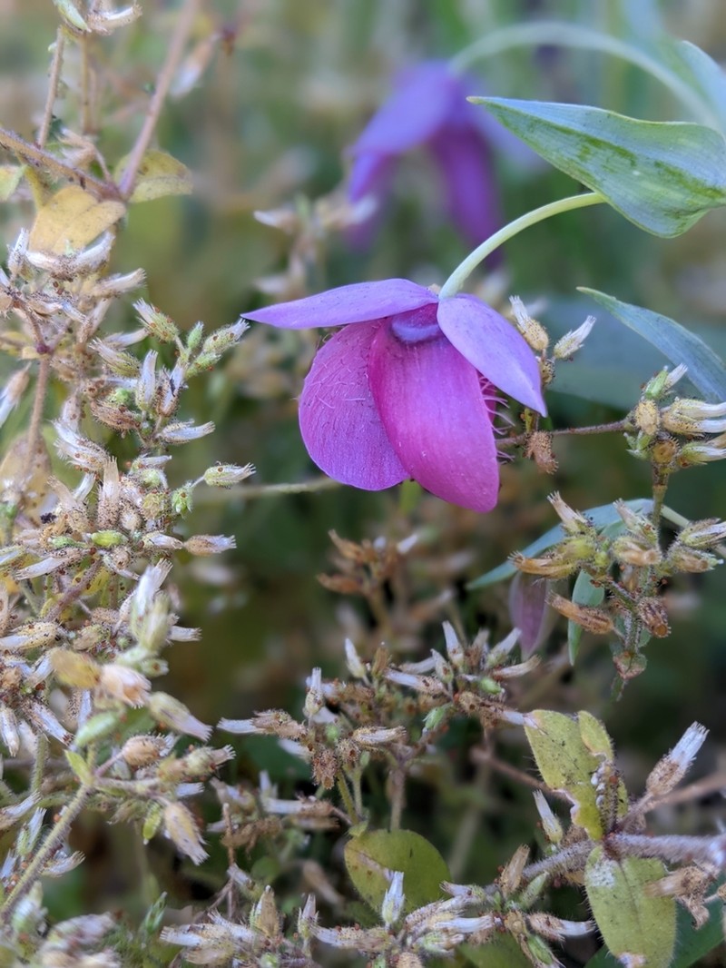 Purple Fairy-Lantern photo 5